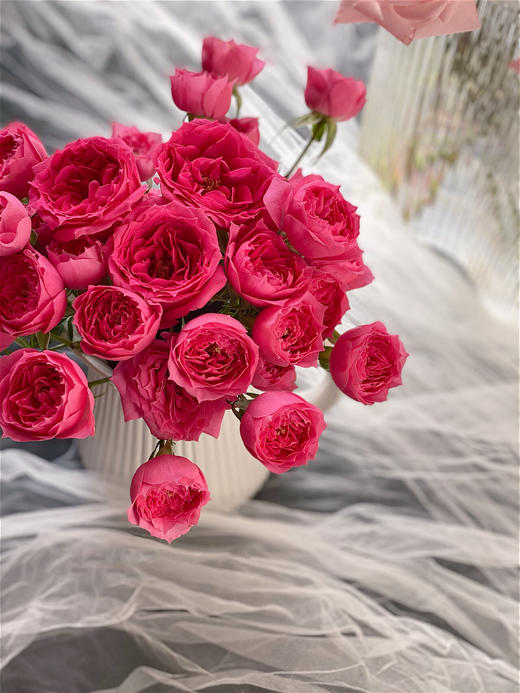 苏菲宝贝【zui好的人到我身边了】简小姐精选新品多头 稀有桃红色 苏菲宝贝10枝 2件包邮 顺丰空运直发 商品图9