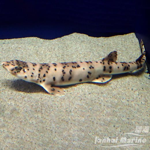 梅花鲨 商品图1