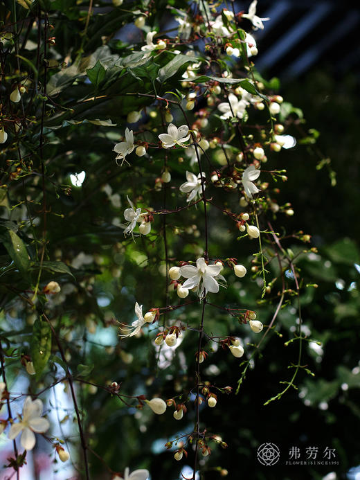 JT垂丝茉莉 商品图2