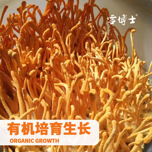 有机虫草花250g袋装 东北特产黑龙江小兴安岭干货煲汤【京东快递送货上门】 商品图3