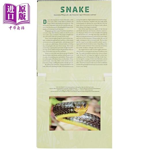 【中商原版】光与影视觉书系列 会动的3D图片书立体绘本6册 Jungle丛林Ocean海洋Dinosaur恐龙 Outback Safari Polar 英文原版 商品图3
