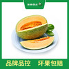 PAGODA百果园 沙漠蜜瓜2粒礼盒装（净重3.5-3.75kg，单果重≥1.75kg） 商品缩略图1