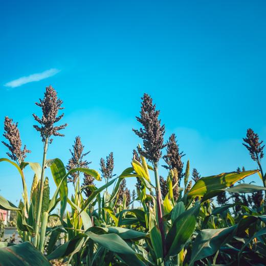 *【有机高粱米】当季新米粗粮白高梁米 熬粥酿酒焖饭真空|350g实惠装 商品图1