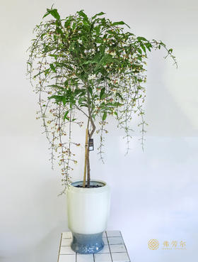 JT垂丝茉莉