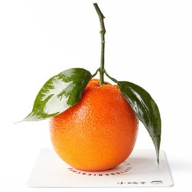 橘星高照·法式西点