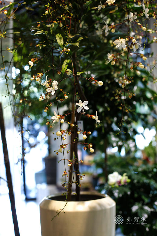 JT垂丝茉莉 商品图1