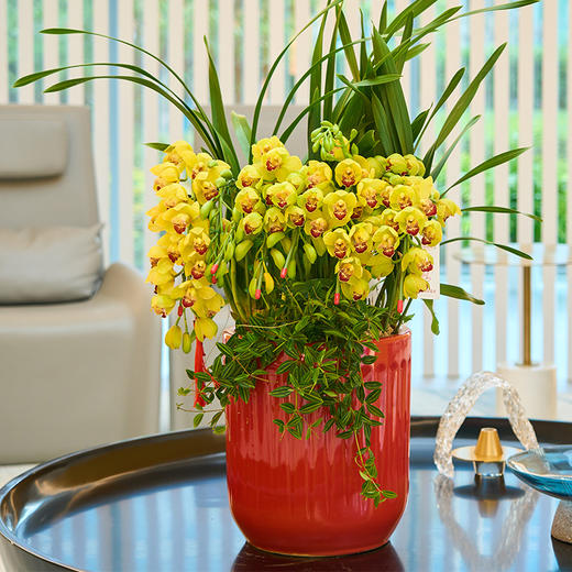 传化大花蕙兰盆栽，直兰拱兰，（红色和黄色默认随机发货，有喜欢色可备注或联系客服） 商品图0