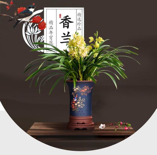 【兰花】绿植盆栽 “中国兰花之乡 ”广东翁源兰花 香兰/墨兰 均带花苞发货 商品图2