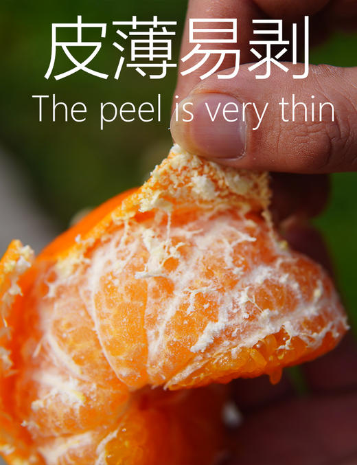 甘平柑橘皇后 皮薄易剥脆嫩化渣 商品图1