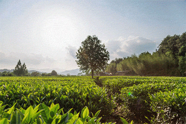 只需139元！让你春节送礼不纠结，高端体面爱茶人的优选！