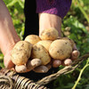 【农家种植！甘肃黄皮土豆】香绵软糯 不催熟 好味道 现挖马铃薯新鲜当季蔬菜农家山地洋芋 商品缩略图0