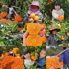 广西武鸣沃柑│山人助农，原生态，未清洗，如橘似橙而又非橘非橙，皮薄易剥，多汁香甜，感受一口爆浆的畅爽~