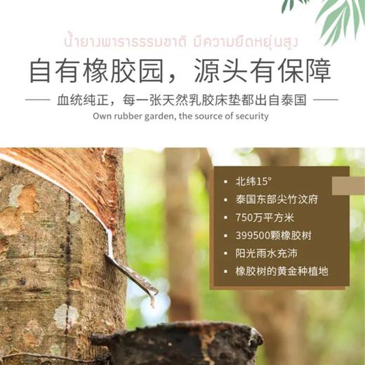 Saisamorn赛莎梦七区天然乳胶床垫 赠送1对乳胶枕头（50*30*8/10cm） 商品图2