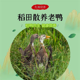 【东滩绿港】崇明散养稻田鸭约1kg 净膛冰冻