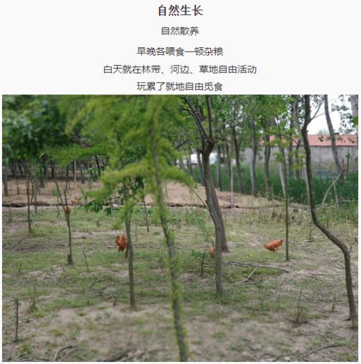 【东滩绿港】崇明散养童子鸡约0.9kg 净膛冰冻 商品图3