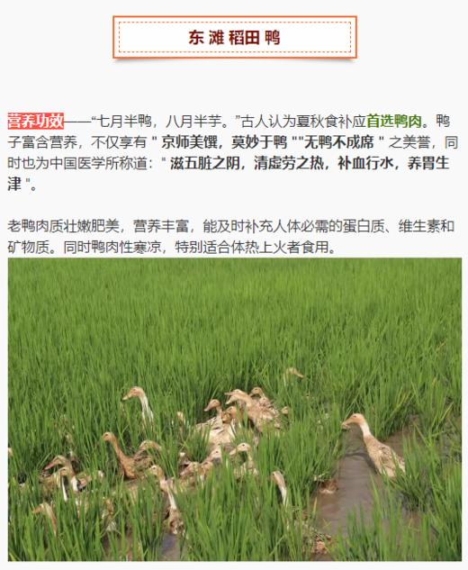 【东滩绿港】崇明散养稻田鸭约1kg 净膛冰冻 商品图1