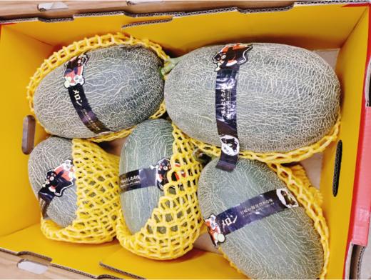 曲缘晓蜜瓜一箱 商品图2