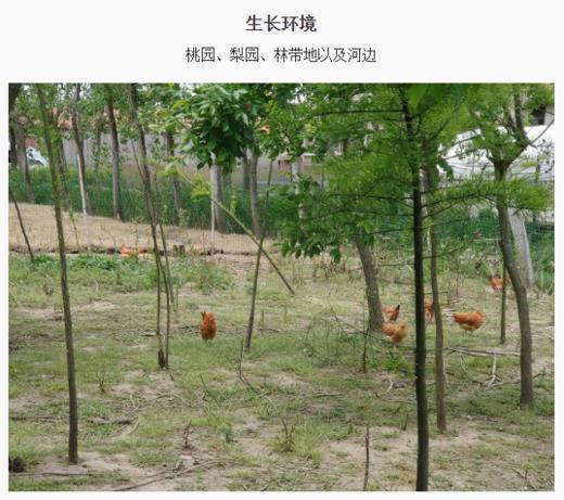 【东滩绿港】崇明散养童子鸡约0.9kg 净膛冰冻 商品图1