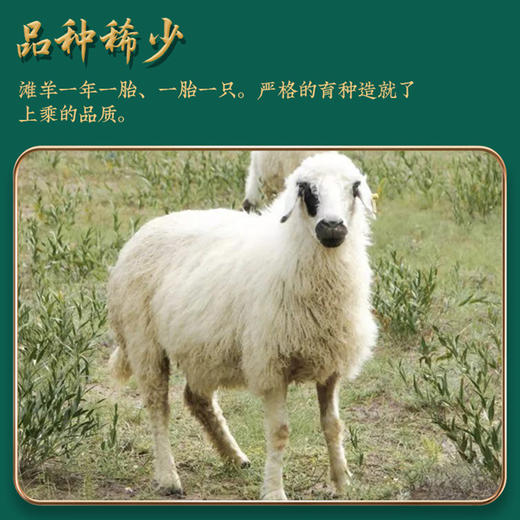 【宁夏盐池滩羊肉】肉质细腻 味道鲜美 食药草 喝泉水 品种稀少 来自中国滩羊之乡！【京东空运】 商品图1