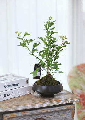 JT苔藓球燕尾蝶