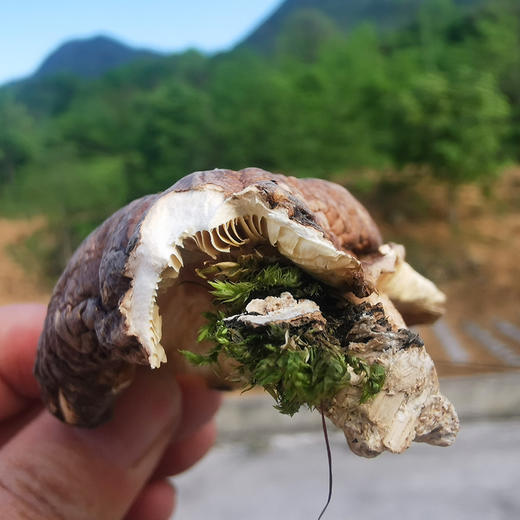 【凤品优选】甘肃康县香菇 来自大山深处的珍品馈赠 农户在雨季里寻山采摘 野生椴木生长 自然晾干 商品图3