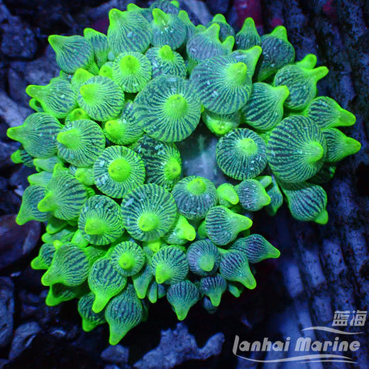 进口奶嘴葵-A 商品图7