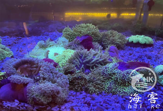 绿泡泡小丑葵 商品图0