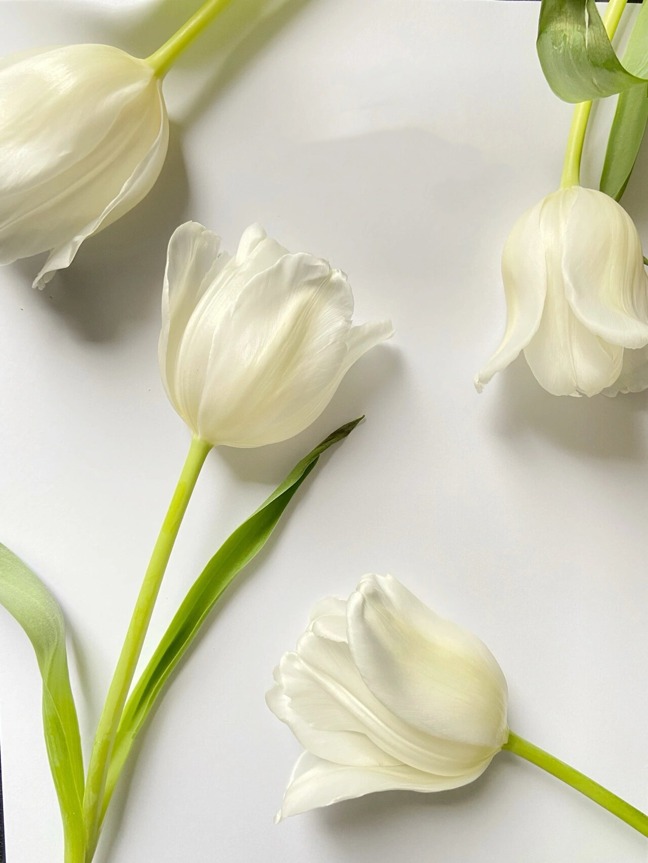 郁金香合辑【春天是见到你的第一眼开始】 简小姐精选荷兰国花  2件包邮下单72小时发货