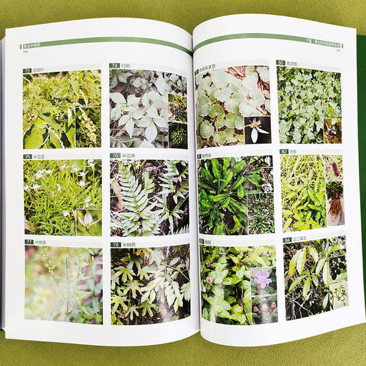 粤北中草药 商品图6