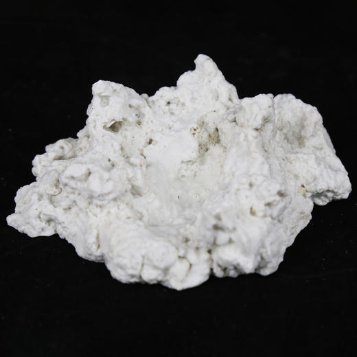 砗磲贝壳基座 商品图5