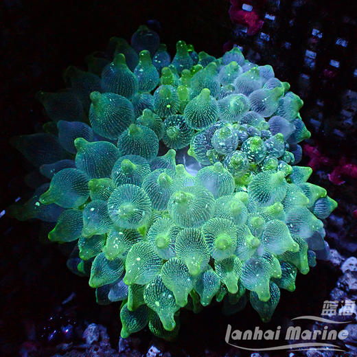 进口奶嘴葵-A 商品图5