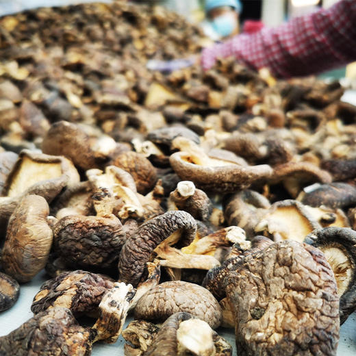 【凤品优选】甘肃康县香菇 来自大山深处的珍品馈赠 农户在雨季里寻山采摘 野生椴木生长 自然晾干 商品图8