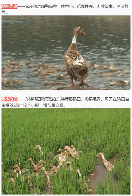 【东滩绿港】崇明散养稻田鸭约1kg 净膛冰冻 商品图2