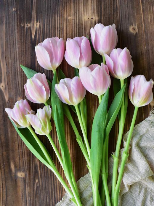 郁金香合辑【春天是见到你的第一眼开始】 简小姐精选荷兰国花  2件包邮下单72小时发货 商品图9