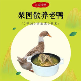 【东滩绿港】崇明散养梨园鸭约1kg 净膛冰冻