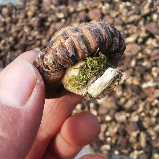 【凤品优选】甘肃康县香菇 来自大山深处的珍品馈赠 农户在雨季里寻山采摘 野生椴木生长 自然晾干 商品图7