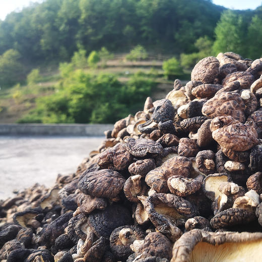 【凤品优选】甘肃康县香菇 来自大山深处的珍品馈赠 农户在雨季里寻山采摘 野生椴木生长 自然晾干 商品图2