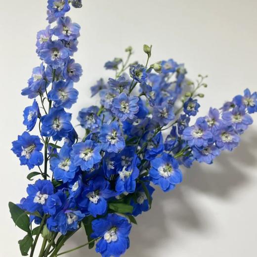 大飞燕  5支/扎 以实物为准 云南基地发货（价格已包含包装费用） 运费以实际为准，多退少补。 商品图0