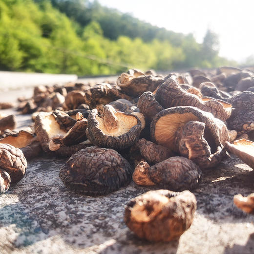 【凤品优选】甘肃康县香菇 来自大山深处的珍品馈赠 农户在雨季里寻山采摘 野生椴木生长 自然晾干 商品图5