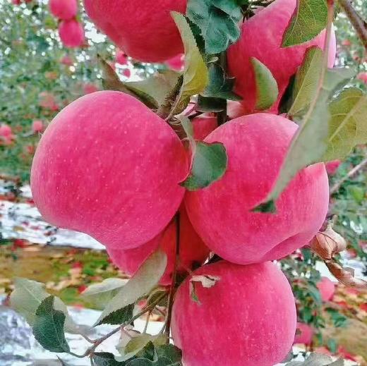 陕西宜川延安苹果12颗精品礼盒80-85#12颗/箱 3.5Kg 商品图1