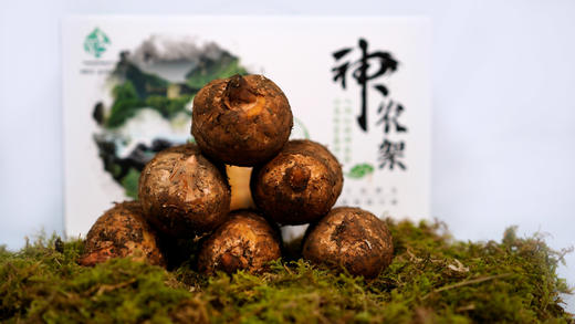 【神农架】新鲜天麻礼盒1500g 商品图3