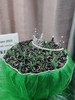 19朵纱幔花束手工DIY牛津布玫瑰花束军恋礼物（手工制作产品不支持退换货哦）类lb 商品缩略图8