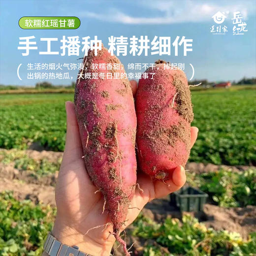 津农精品 莲到家 红瑶红薯伴手礼礼盒软糯香甜 商品图3