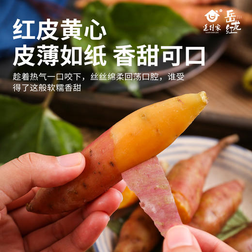 津农精品 莲到家 红瑶红薯伴手礼礼盒软糯香甜 商品图2