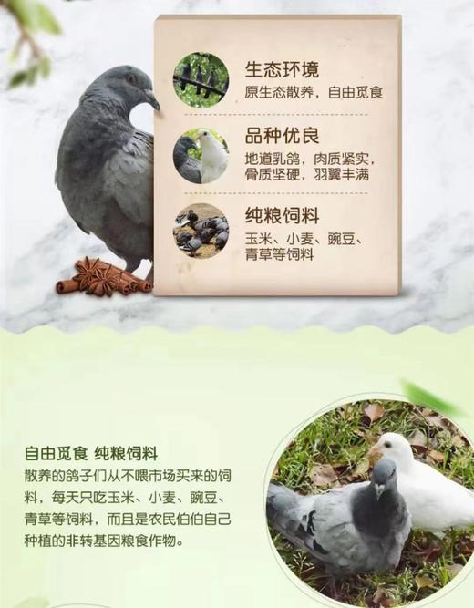 【东滩绿港】崇明乳鸽约0.3kg 净膛冰冻 商品图2