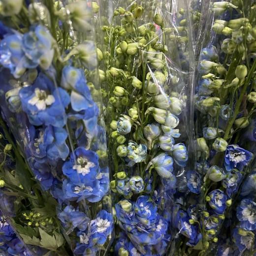 大飞燕  5支/扎 以实物为准 云南基地发货（价格已包含包装费用） 运费以实际为准，多退少补。 商品图1