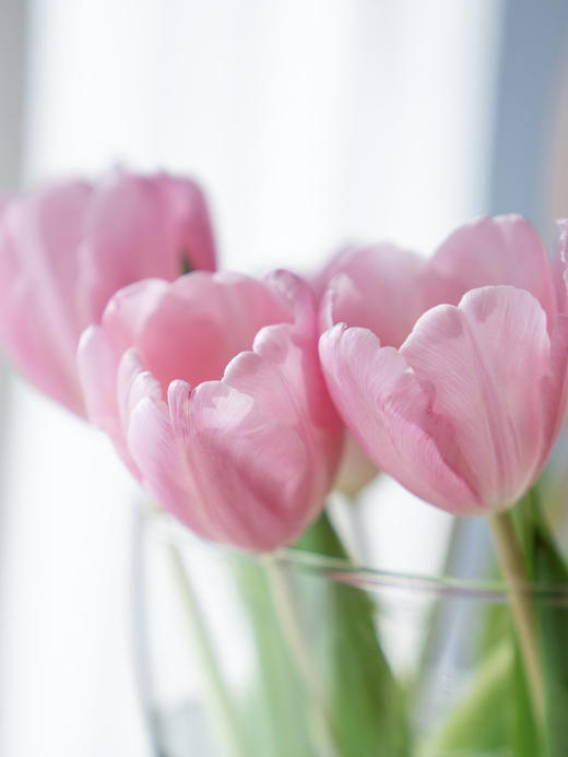 郁金香合辑【春天是见到你的第一眼开始】 简小姐精选荷兰国花  2件包邮下单72小时发货 商品图6