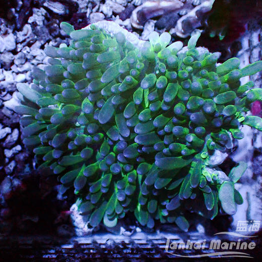 进口奶嘴葵-A 商品图6