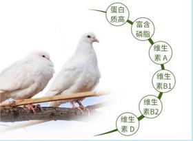 【东滩绿港】崇明乳鸽约0.3kg 净膛冰冻