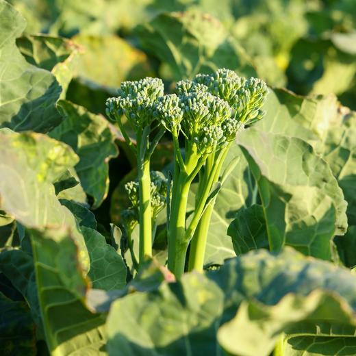 芦笋西兰苔 商品图1